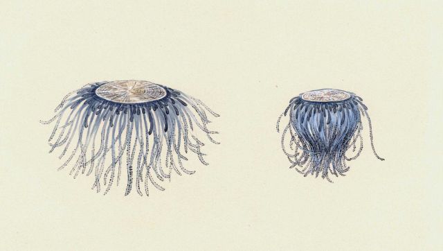 Porpita sp. Picture