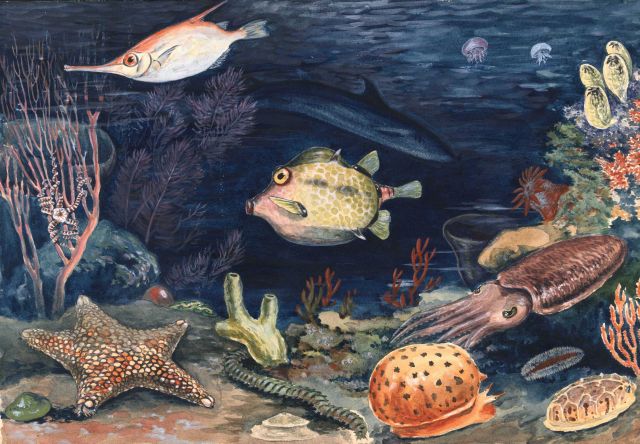 Melange of rocky reef fish and invertebrates. Picture