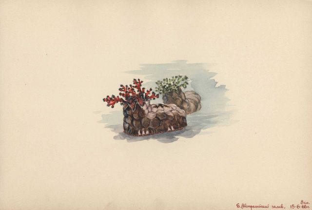 Nudibranchs Picture