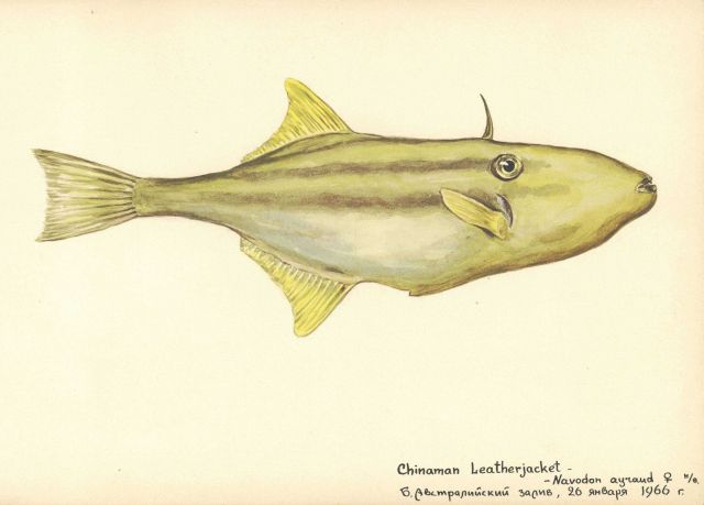 Chinaman leatherjacket (Navodon ayraud) Picture