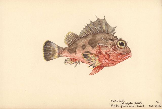 Thetis fish (Neosebastes thetidis) Picture