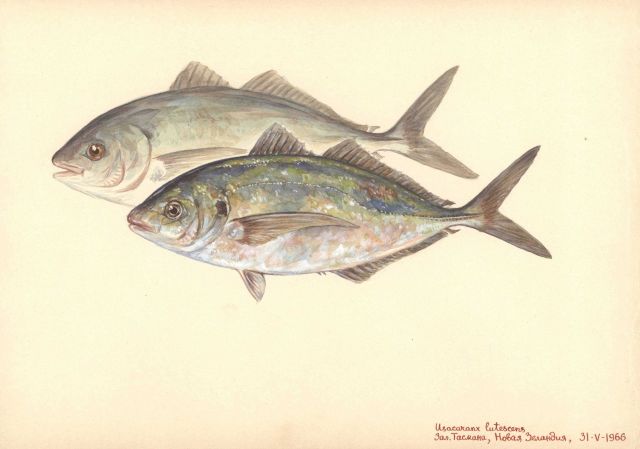 Trevally (Usacaranx lutescens) Picture