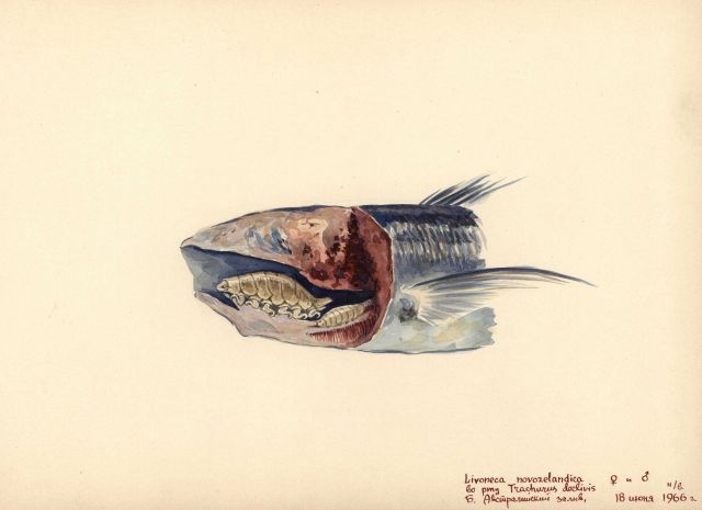Isopod in gut of fish (Livoneca novozelandica.) Picture