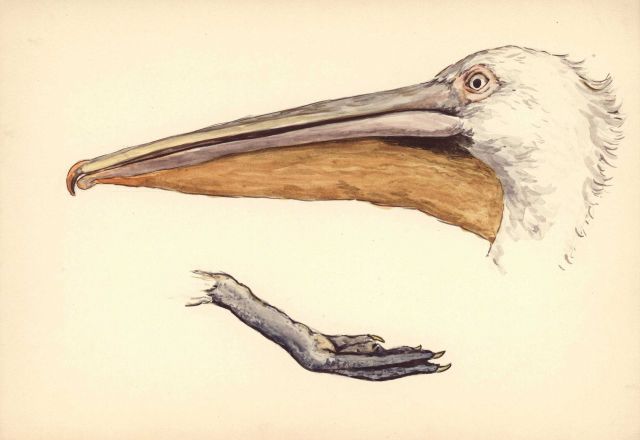 Detail of head and foot of pelican Picture