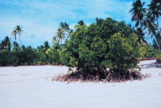 Isolated mangrove on a sandy beach Picture