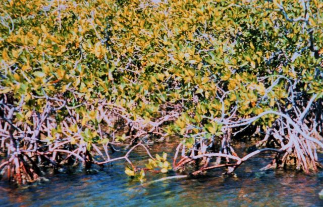 Typical red mangrove with prop roots - characteristic of high salinity area Picture