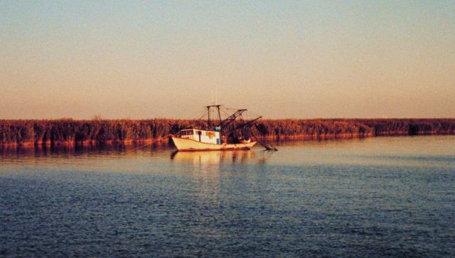 A shrimp boat anchored near the cane brakes Picture