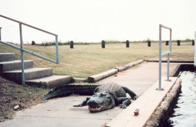 I wish folks would keep their pets on leashes! A very large alligator causes the average pedestrian to consider a detour. Picture