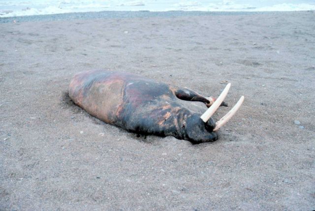 Currents carry many dead things to Punuk Island making it the graveyard of the Bering Sea. Picture