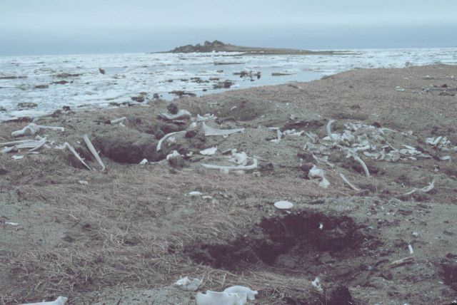 Currents carry many dead things to Punuk Island making it the graveyard of the Bering Sea. Picture