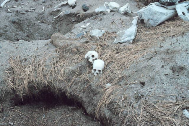 Currents carry many dead things to Punuk Island making it the graveyard of the Bering Sea. Picture