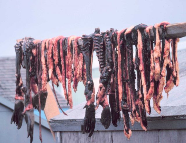 Drying seal meat. Picture