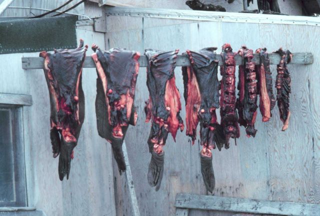 Drying seal meat. Picture