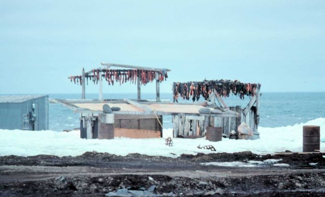 Drying seal meat. Picture