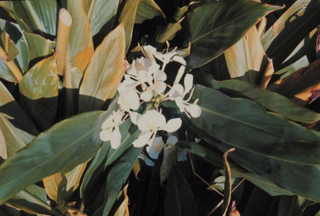Hawaiian flowers Picture