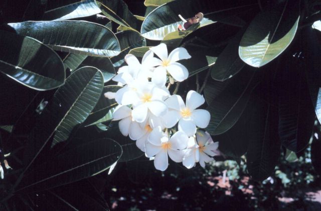 Hawaiian flowers Picture