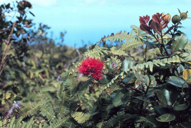 Hawaiian flowers Picture