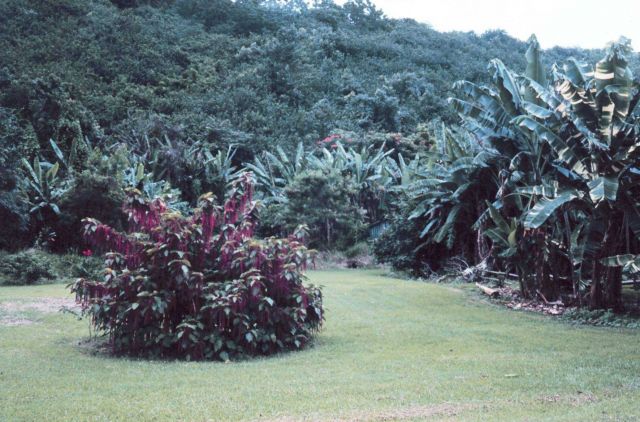 Hawaiian tropical plants Picture