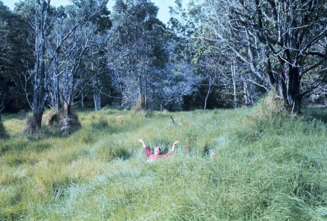 Luxuriating in tall Hawaiian grass Picture