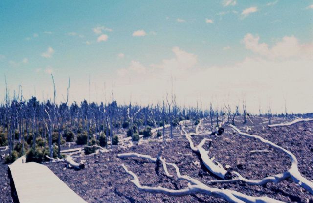 Dead trees are seen over recent lava flow while regrowing vegetation marks the boundary between an older flow and the more recent one. Picture