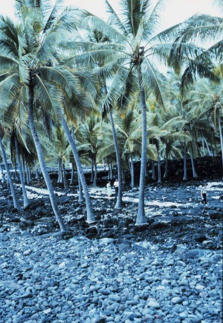 City of Refuge Picture