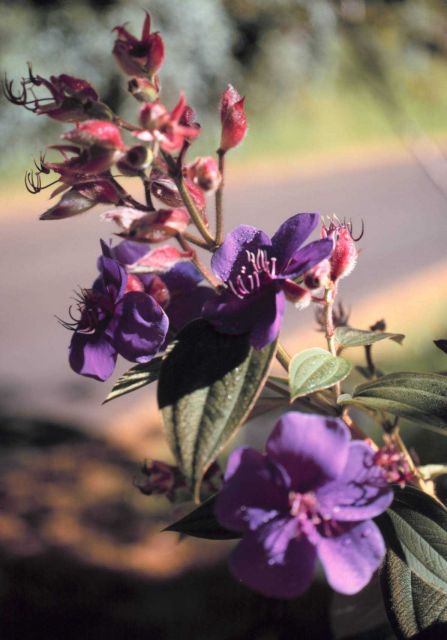 Purple flowers and red flowers Picture