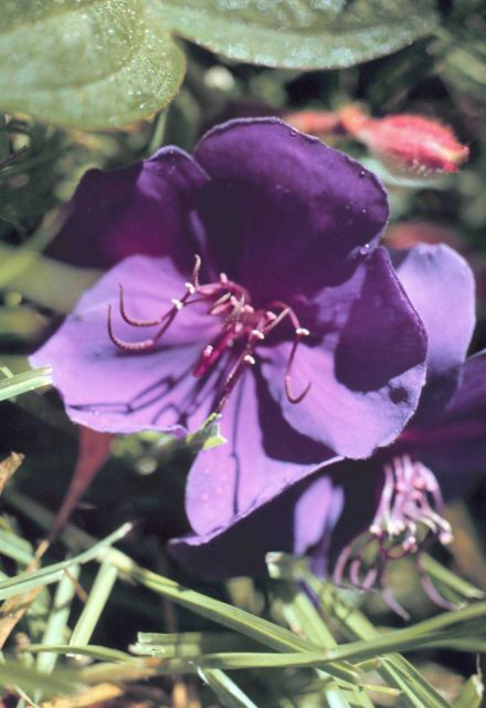 Purple flower Picture
