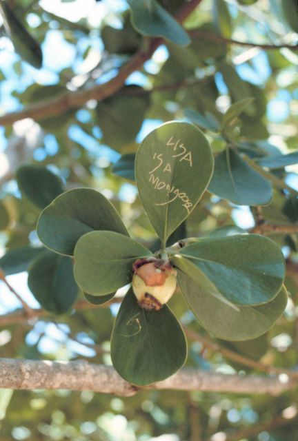 Carving initials and messages in these type of leaves is popular among locals. Picture