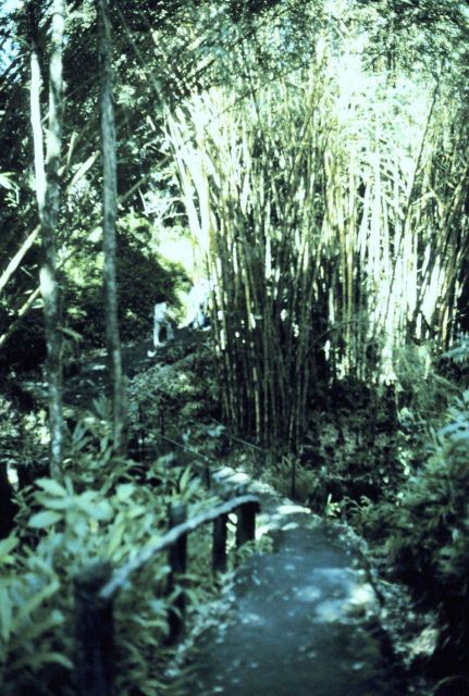 The trail to Akaka Falls - in a bamboo grove Picture