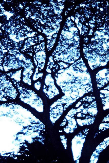 Looking up through a large banyan tree Picture