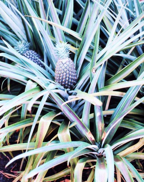 A pineapple plant with the fruit nearly ready to harvest Picture