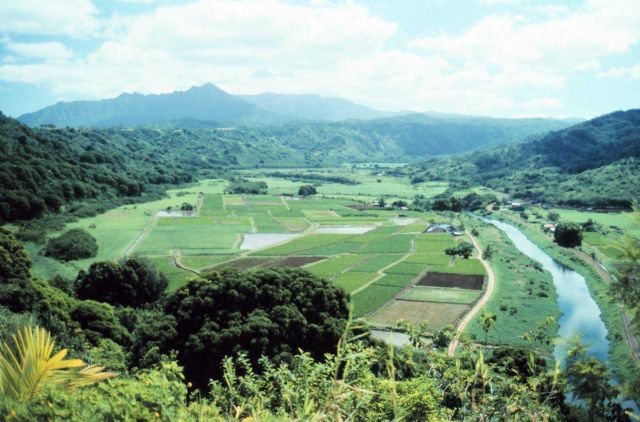 Plantation on Kauai Picture