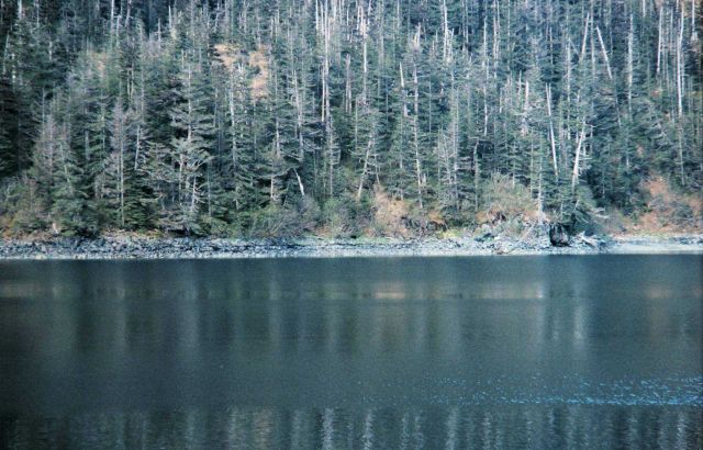 Shoreline in Prince William Sound Picture