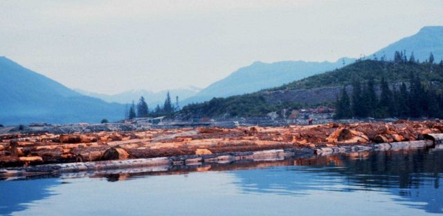 Log raft at Hobart Bay on east side of Stephens Passage Picture