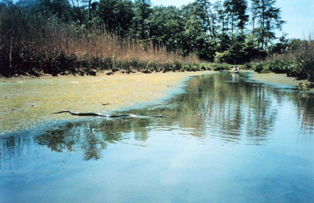 A large black rat snake crossing a tidal inlet in the marsh grass. Picture