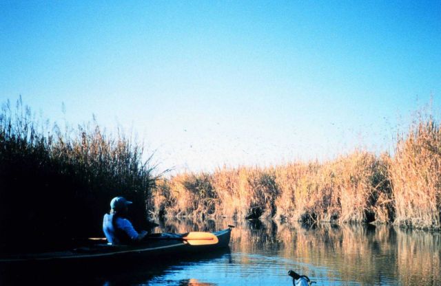 Kayaker observing the marsh flora and fauna on a fall afternoon Picture
