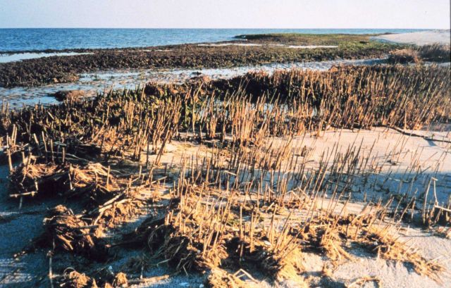 The beach at Port Isobel looking towards the Chesapeake Bay. Picture