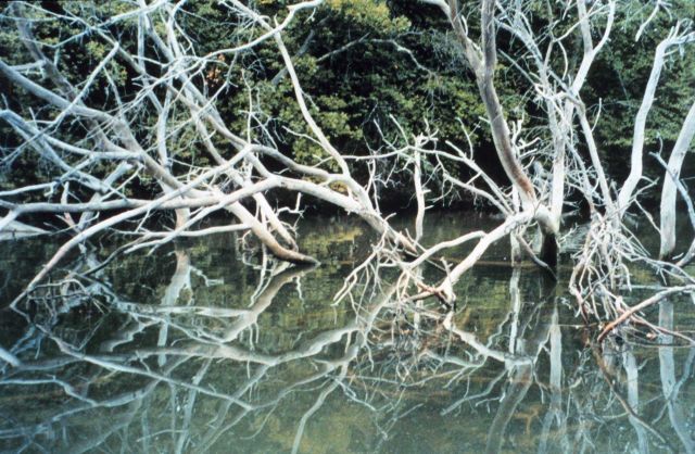Trees have fallen into the marsh - victims of erosion. Picture