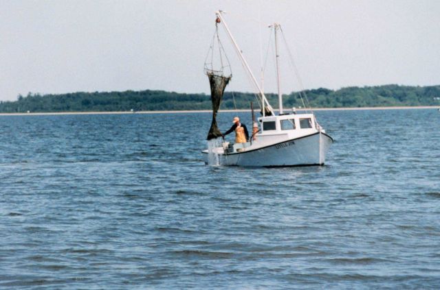 Clam dredging - although maintaining the tradition of the Chesapeake waterman, this harvesting method further stresses submerged aquatic vegetation. Picture