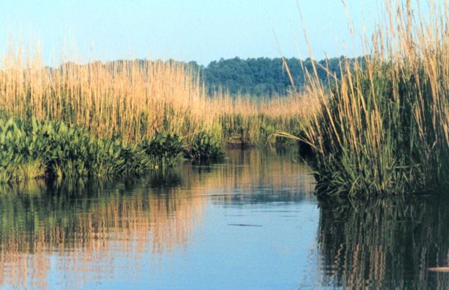 Arrow arum (the broadleaf plant) and saltmarsh cordgrass (spartina alternaflora) Picture