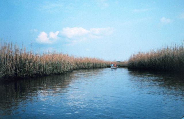 Canoeists exploring a marsh Picture