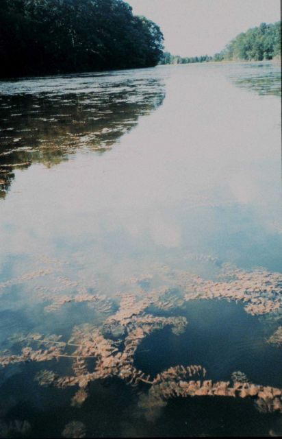 Back finger of a tidal pond full of the submerged aquatic vegetation (SAV) Eurasian watermilfoil. Picture