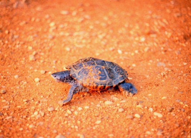 A female Diamondback terrapin, Malaclemys terrapin, puts the final touches on her freshly laid nest of eggs. Picture