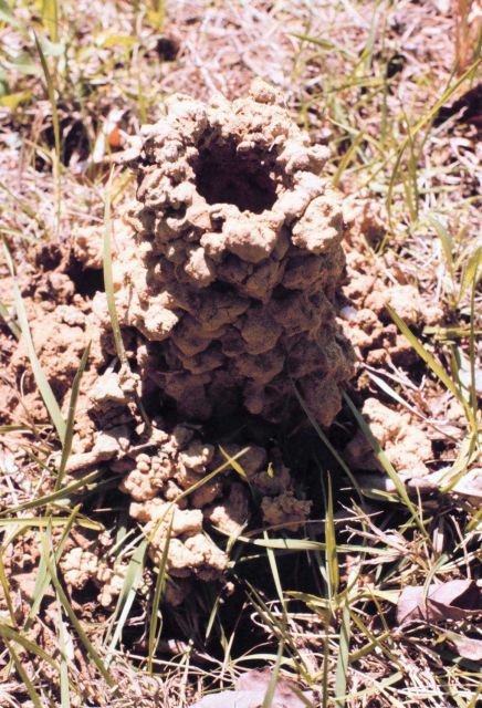 A crayfish home along a Calvert County stream Picture
