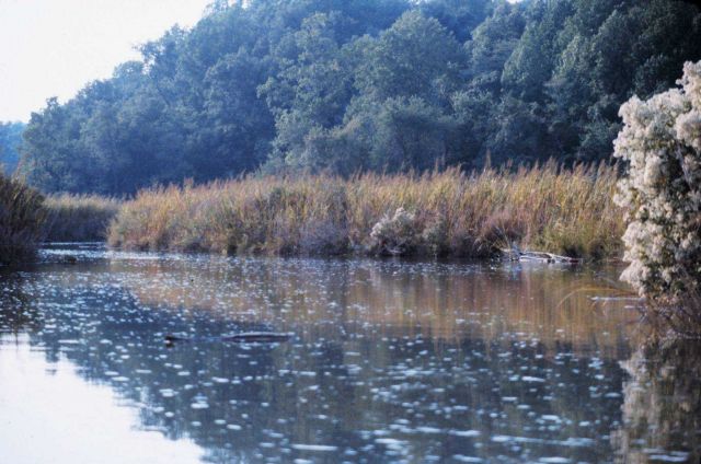 Tidal inlet along the western shore of the Cheasapeake Bay. Picture