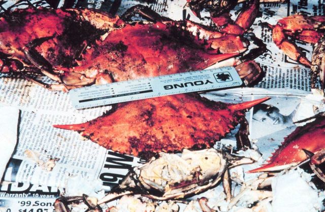 Although few blue crabs in 1999, some grew to large size Picture
