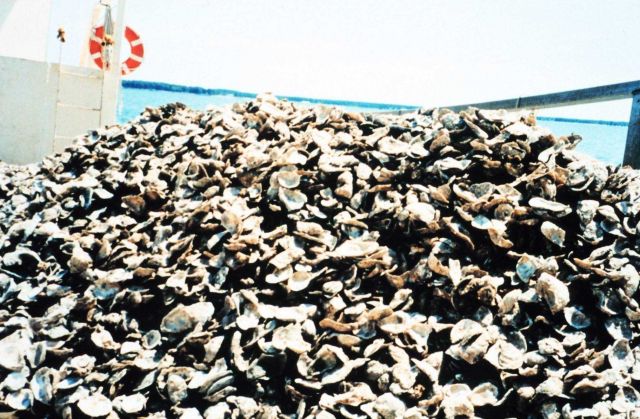 Shells containing oyster spat raised by the Oyster Recovery Partnership are piled up waiting to be moved to a permanent oyster bed off of the Severn R Picture