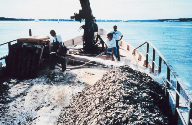 A firehose is employed by the Captain of the ROBERT LEE to spread oyster spat reared by the Oyster Recovery Partnership. Picture