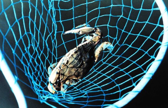 A Maryland Blue Crab, Callinectes sapidus, caught in a hand net. Picture