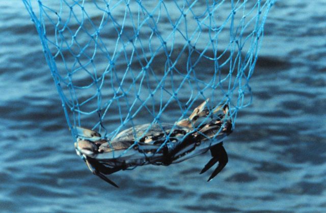 A Maryland Blue Crab, Callinectes sapidus, caught in a hand net. Picture